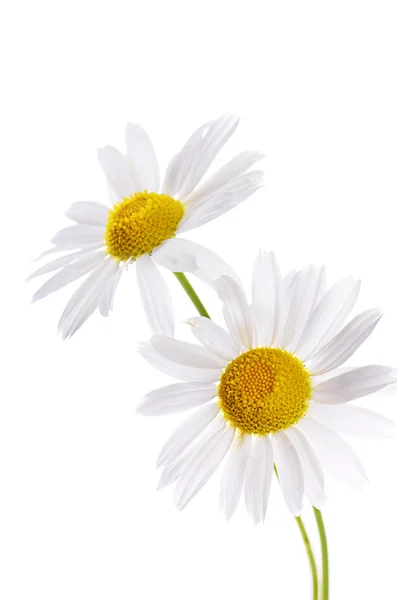 De prachtige daisy geïsoleerd op wit — Stockfoto