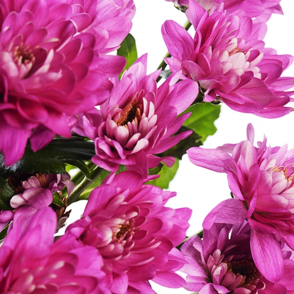 ピンクの花菊 — ストック写真