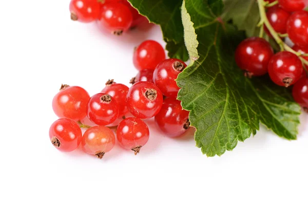 Groseille rouge isolé sur fond blanc — Photo