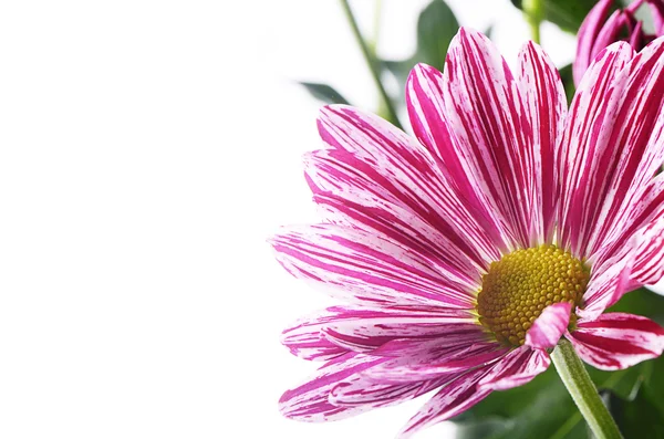 白地にピンクの花菊 — ストック写真