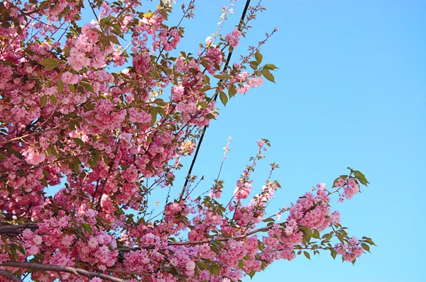 Albero in fiore contro il cielo blu — Foto Stock