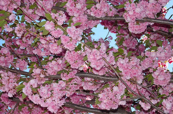 Albero in fiore contro il cielo blu — Foto Stock