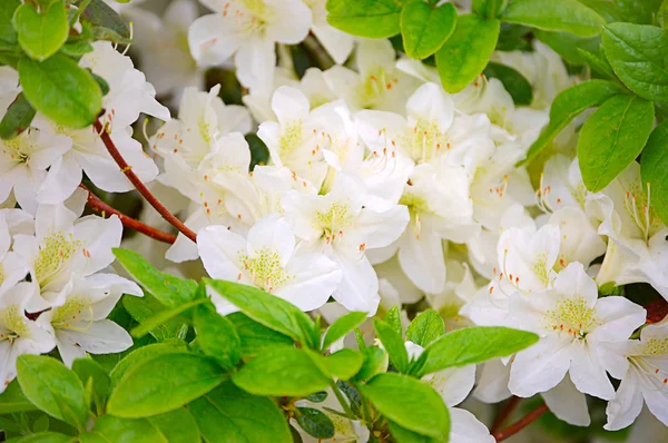 Albero in fiore come sfondo — Foto Stock
