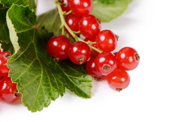 Beyaz arkaplanda kırmızı frenk üzümü izole edildi