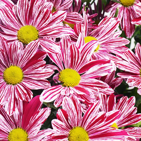 ピンクの花菊 — ストック写真