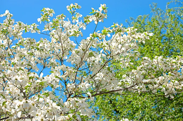 Albero in fiore contro il cielo blu — Foto Stock