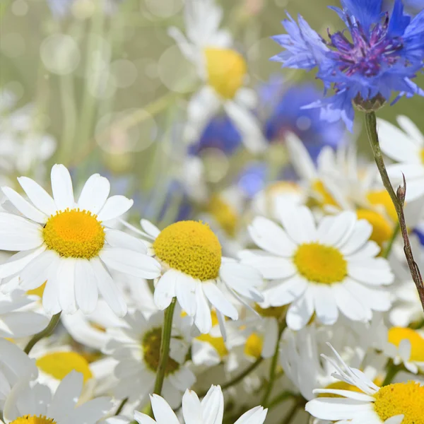 Zomer veld met madeliefjes — Stockfoto