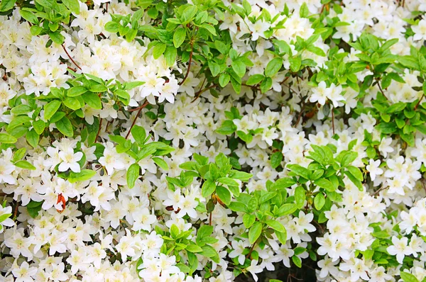 Albero in fiore come sfondo — Foto Stock