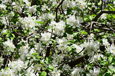 İlkbaharda elma açar.