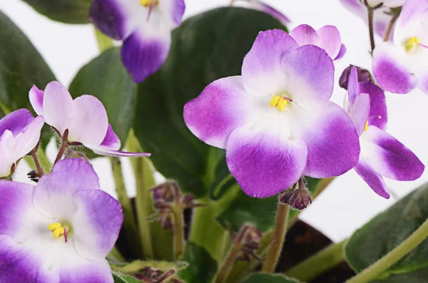 Violet flower isolated on white background — Stock Photo, Image