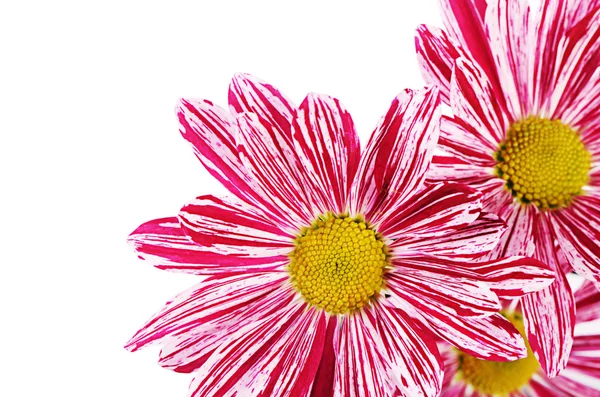 Crisantemi rosa fiore su sfondo bianco — Foto Stock