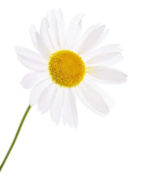 De prachtige daisy geïsoleerd op wit — Stockfoto