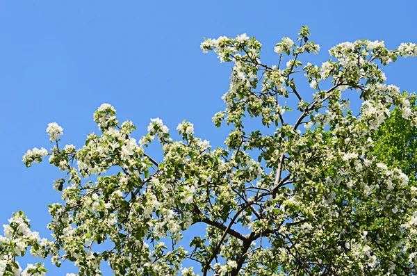 Fiori di mele in primavera — Foto Stock