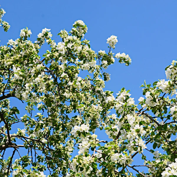 Flores de manzana en primavera —  Fotos de Stock