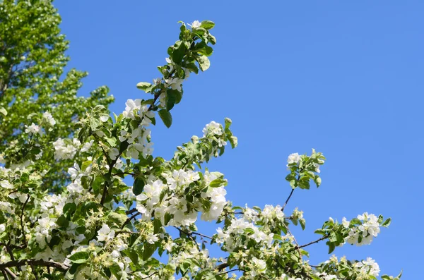 Fiori di mele in primavera — Foto Stock