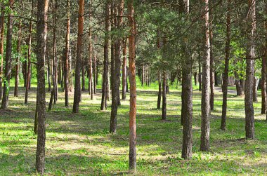 Ağaçlarda yaz park