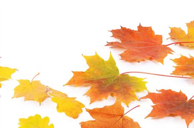 Sonbahar akçaağaç yaprakları beyaz üzerine izole