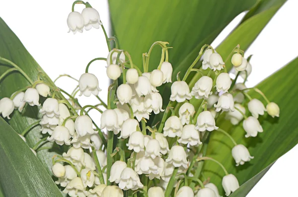 Giglio della valle - convallaria majalis — Foto Stock