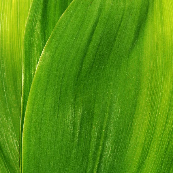 Folhas verdes de um lírio o vale — Fotografia de Stock