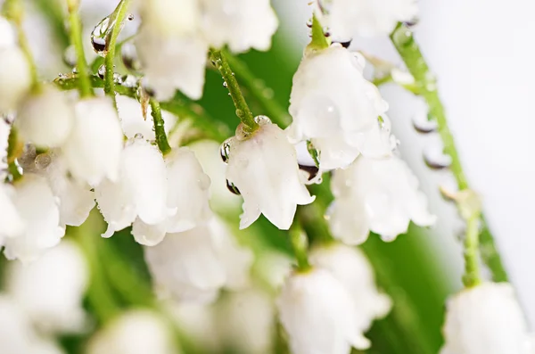 Lily of the Valley - Convallaria Majalis — Stock Photo, Image