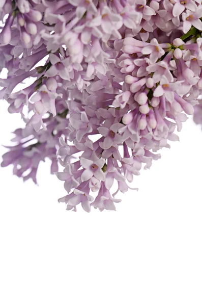 The flower lilac a wooden background — Stock Photo, Image