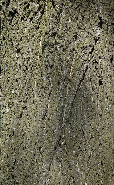 Tree bark close up — Stock Photo, Image