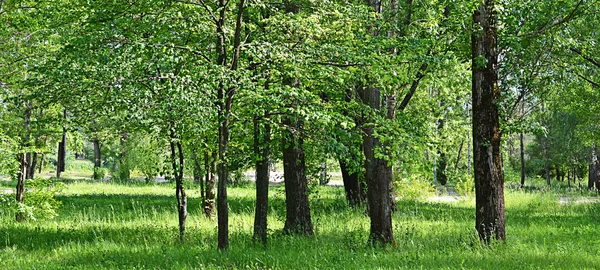 Drzewa w parku latem — Zdjęcie stockowe