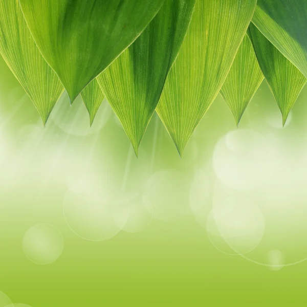 Green leaves of a lily the valley — Stock Photo, Image