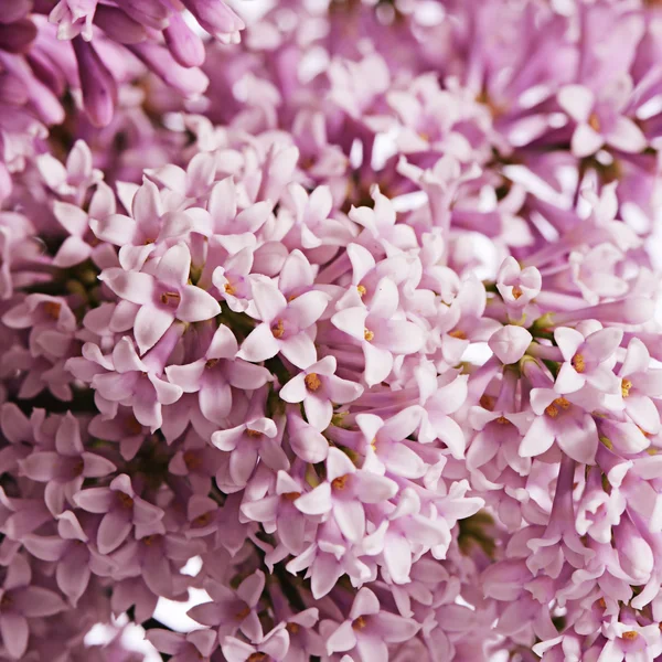 The flower pink lilac a background — Stock Photo, Image