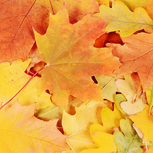 The autumn maple leaves a background — Stock Photo, Image