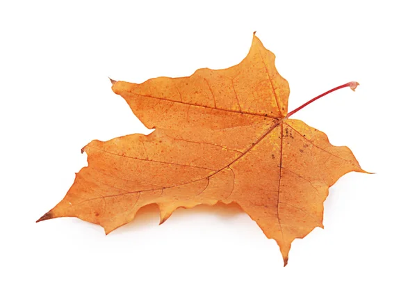 Hojas de arce de otoño aisladas en blanco — Foto de Stock