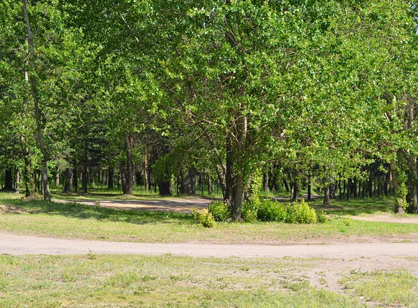 Arbres dans le parc l'été — Photo