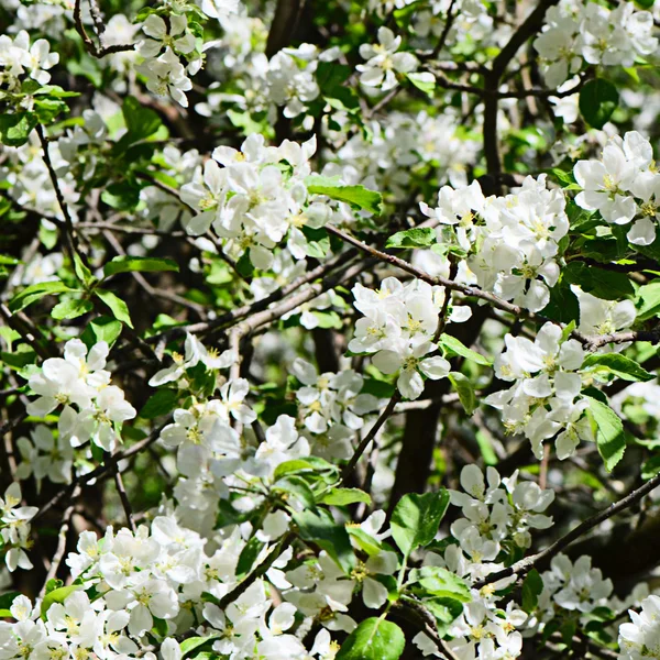 Fiori di mele in primavera — Foto Stock