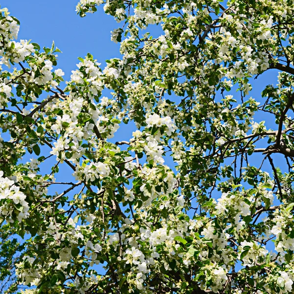 Fiori di mele in primavera — Foto Stock