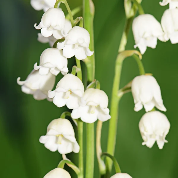 Giglio della valle - convallaria majalis — Foto Stock