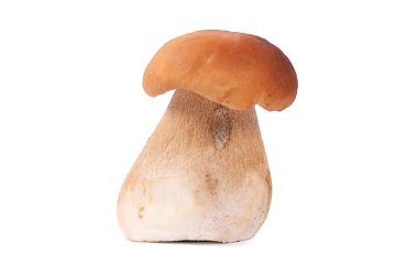 beyaz izole ham boletus mantarı