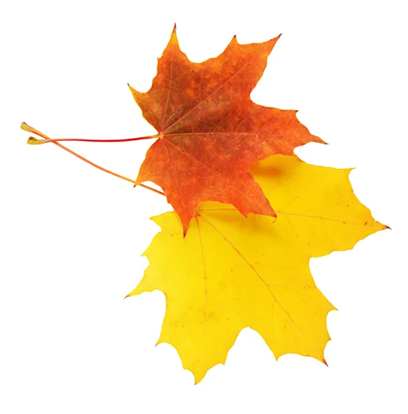 Autumn maple leaves isolated on white — Stock Photo, Image