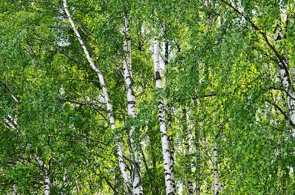 Träd i parken sommaren — Stockfoto