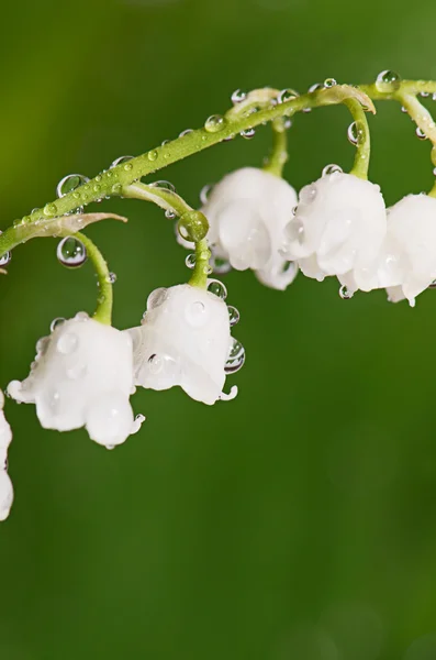 Lily of the Valley - Convallaria Majalis Stock Image