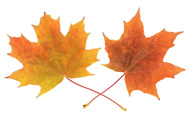 Sonbahar akçaağaç yaprakları beyaz üzerine izole