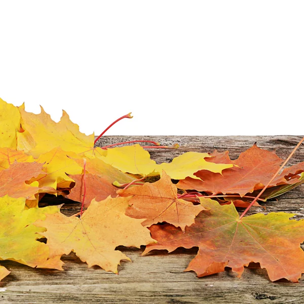 Autumn maple leaves isolated on white