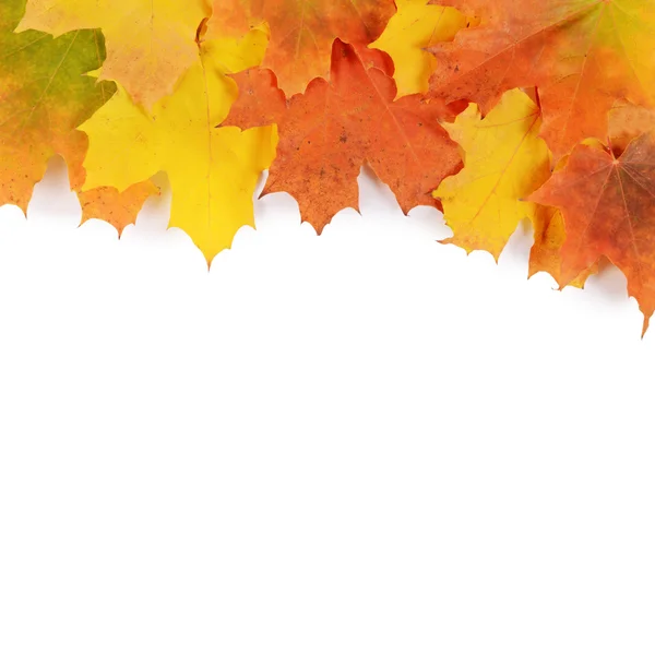 Autumn maple leaves isolated on white — Stock Photo, Image