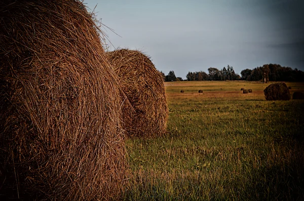 Samanlıkta gökyüzüne karşı. Haymaking zaman. — Stok fotoğraf