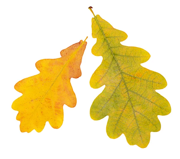 白で隔離される秋のオークの葉 — ストック写真