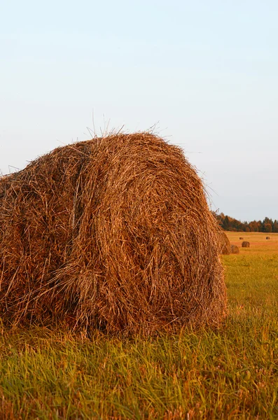 Höstack mot himlen. Slåttern tid. — Stockfoto