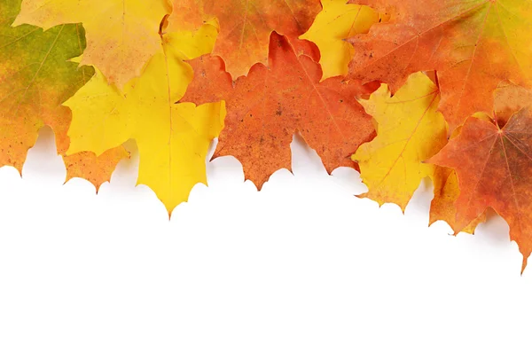 Autumn maple leaves isolated on white background — Stock Photo, Image