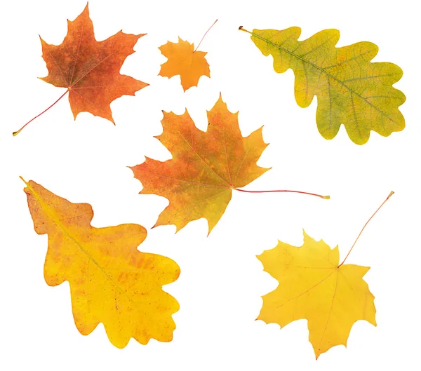 Hojas de arce de otoño aisladas sobre fondo blanco — Foto de Stock