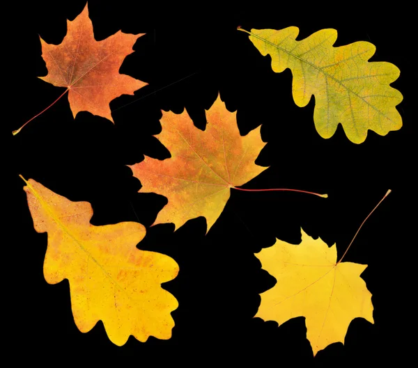 Feuilles d'érable d'automne isolées sur fond blanc — Photo