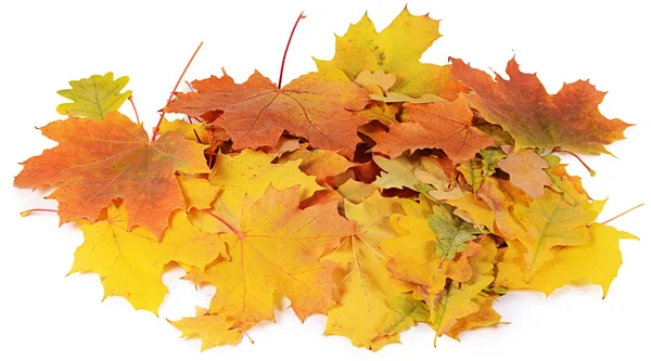 Hojas de arce de otoño aisladas sobre fondo blanco — Foto de Stock