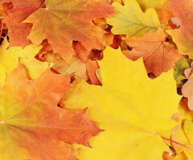 Sonbahar akçaağaç yaprakları kapanıyor